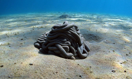 Sea sculpture PILE OF SAND MADE BY MARINE LIFE POSSIBY A S… Flickr