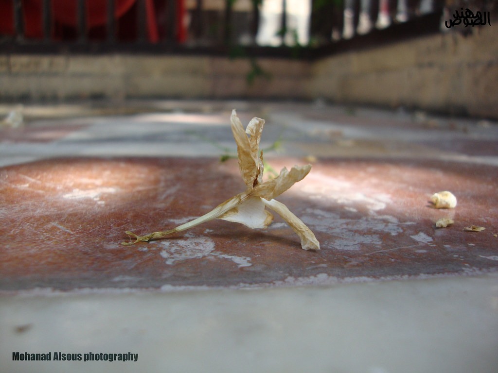 Dead Jasmine Dead Jasmine is a decoration fills the floor … Flickr