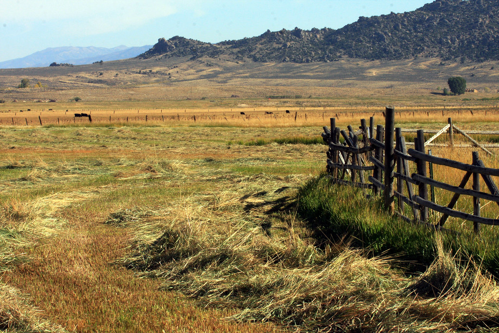 Windrowed Hay; North Platte River Valley (River Ridge Cabi… Flickr