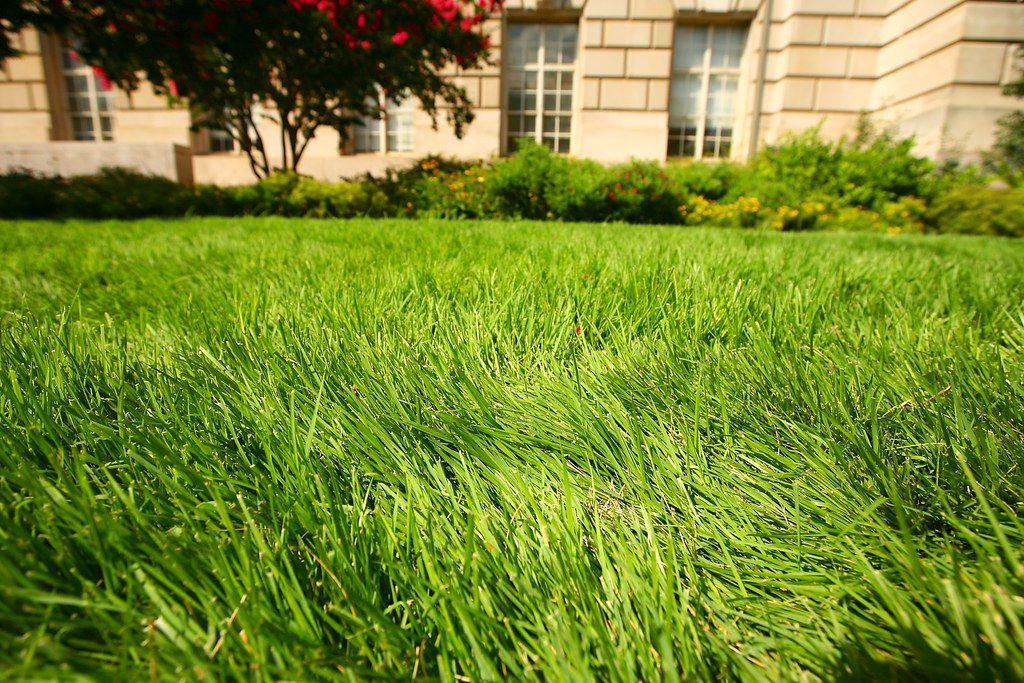 Best lawn in the world award. Something with the American… Flickr