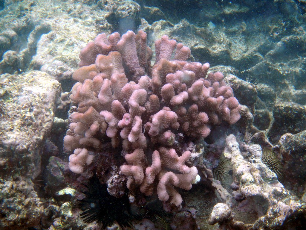 Pink brain coral Part of a young coral reef on a young isl