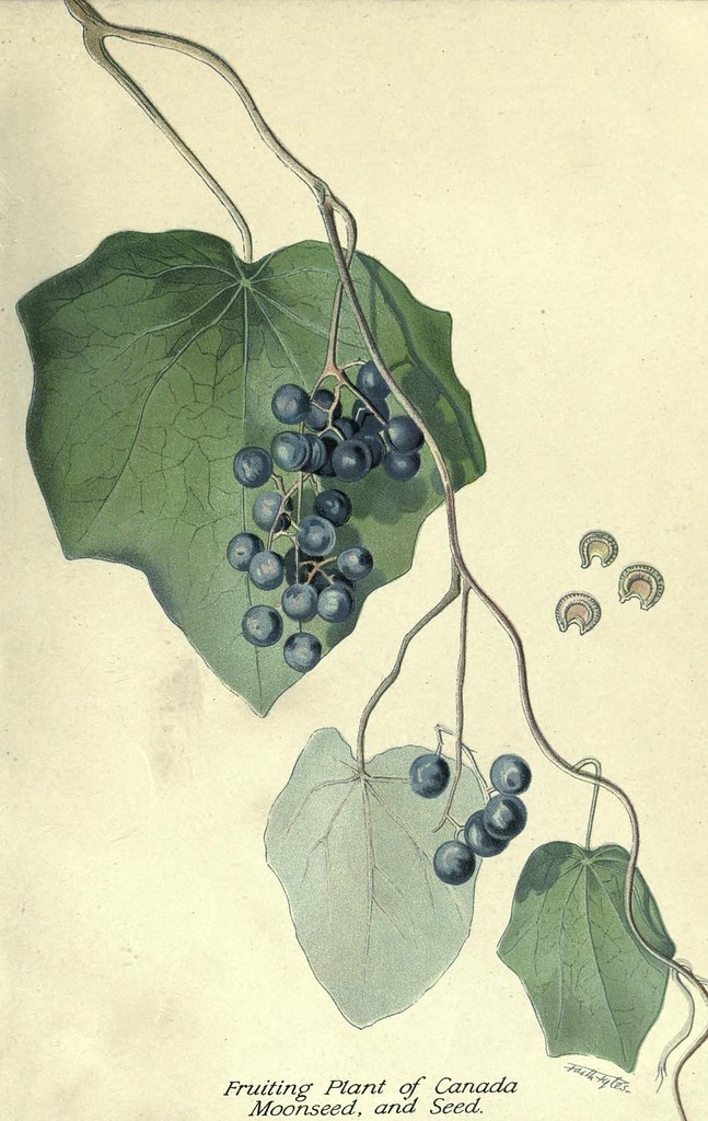 n8_w1150 Principal poisonous plants of Canada /. Ottawa D… Flickr