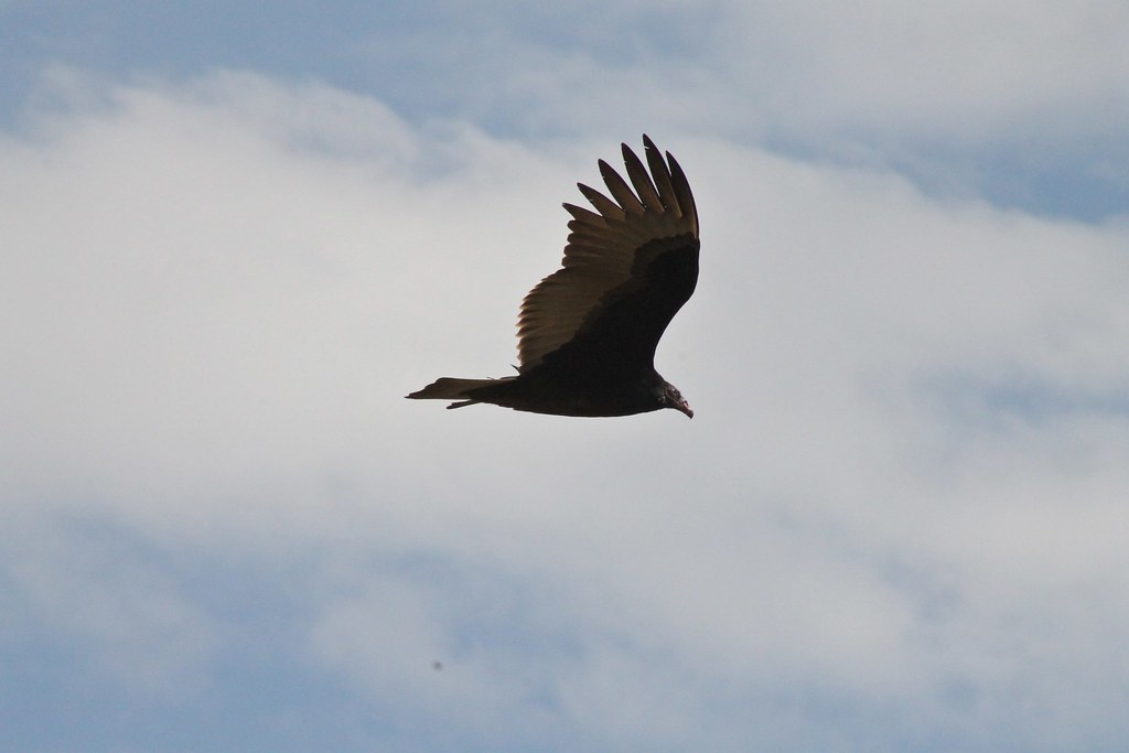 Young Turkey Vulture Edward Rooks Flickr