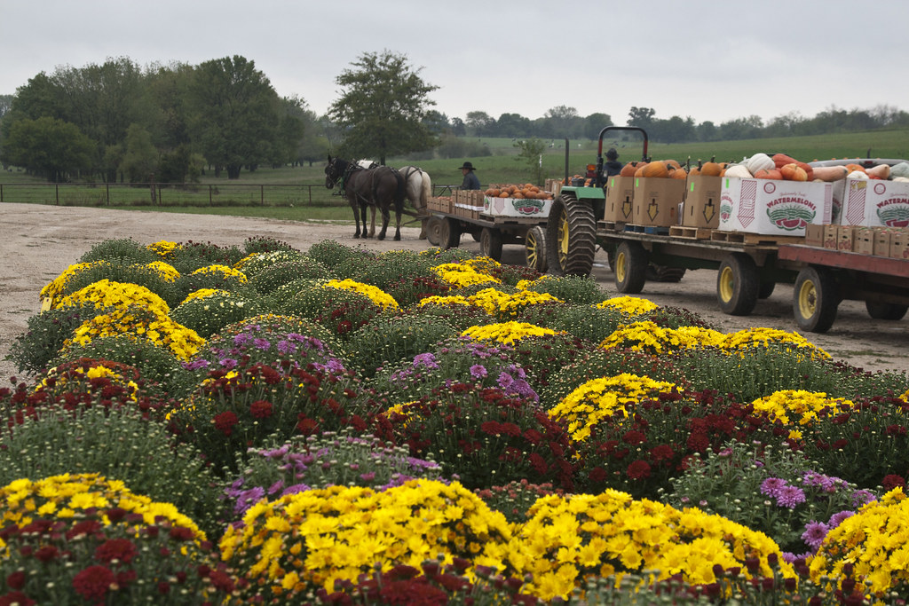 Central Missouri Produce Auction Many of the growers selli… Flickr