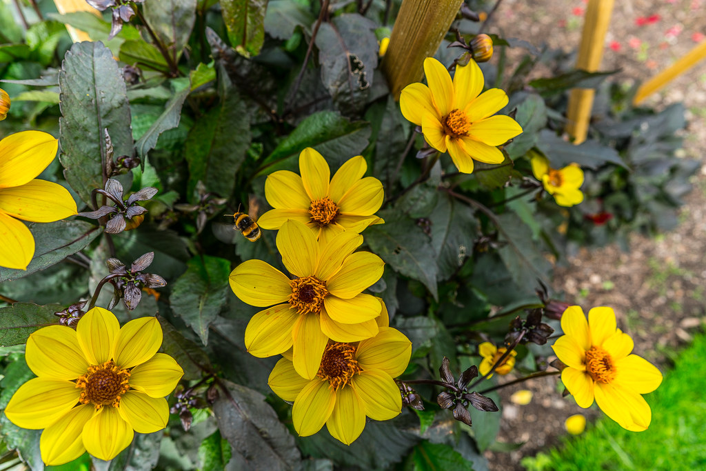 SAY IT WITH FLOWERS [A RECENT VISIT TO THE BOTANIC GARDENS… Flickr