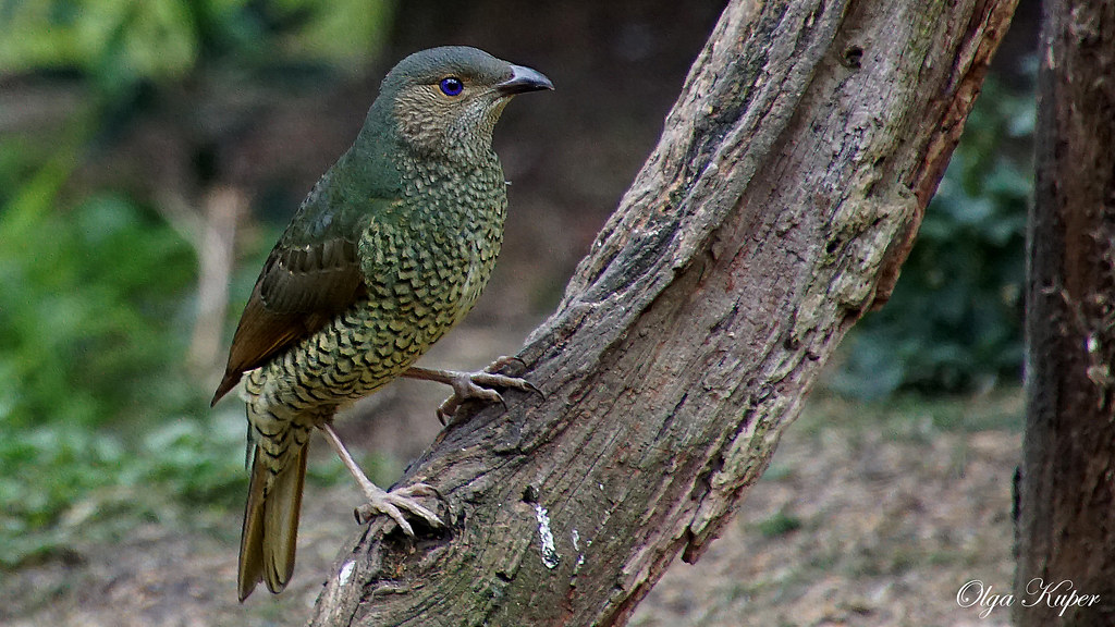 Satim Bowerbird Satin Bowerbirds are mediumsized birds. T… Flickr