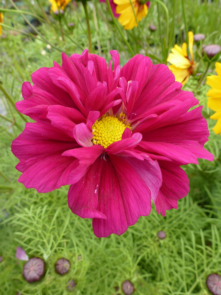 Cosmos 'Double Cranberry' Annie's Annuals & Perennials Flickr