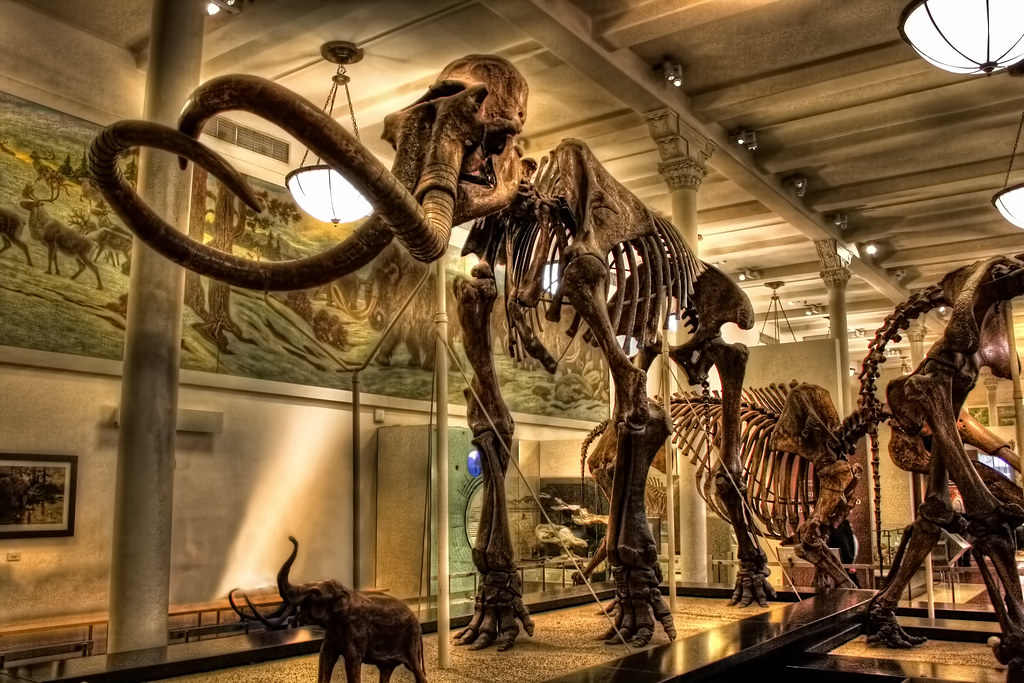 New York City USA American Museum of Natural History M… Flickr