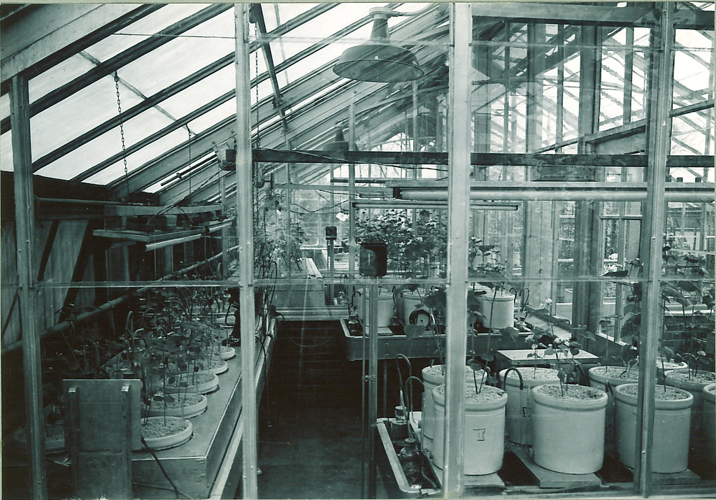 Greenhouse interior, The University of Iowa, 1930s Flickr