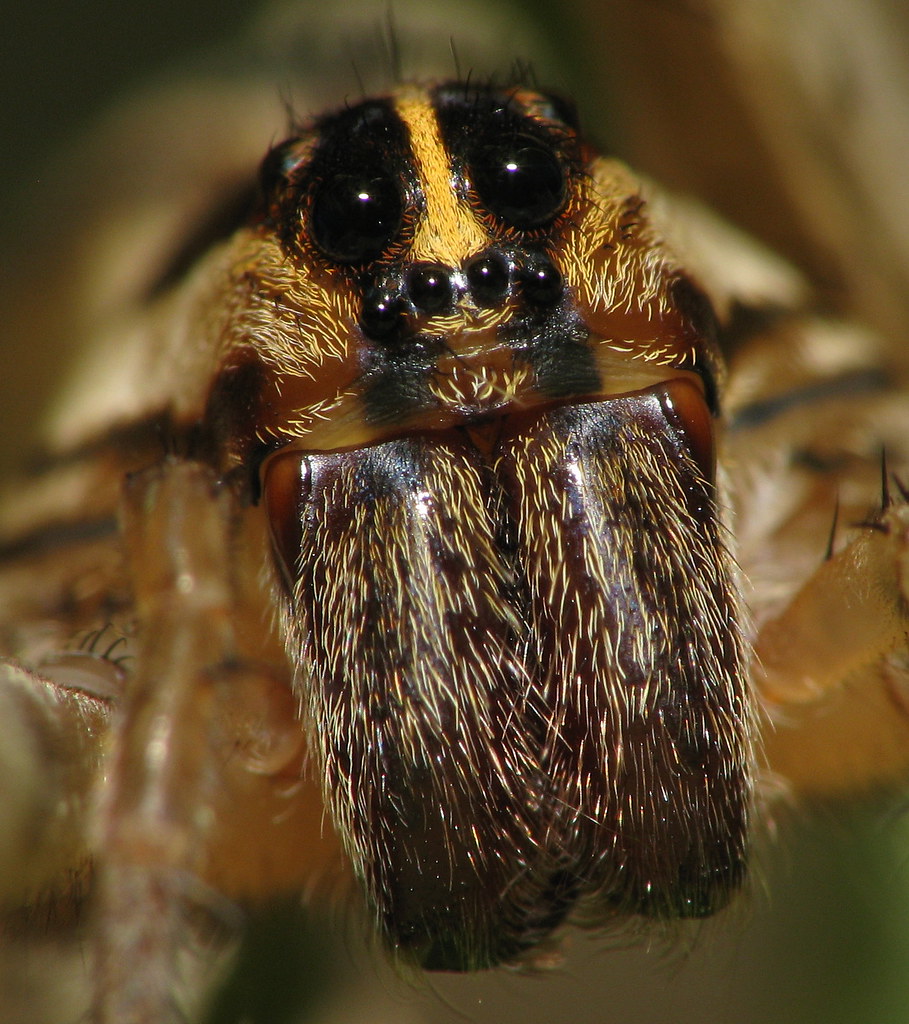 Cute Striped Wolf Spider This is the first time I've ever … Flickr