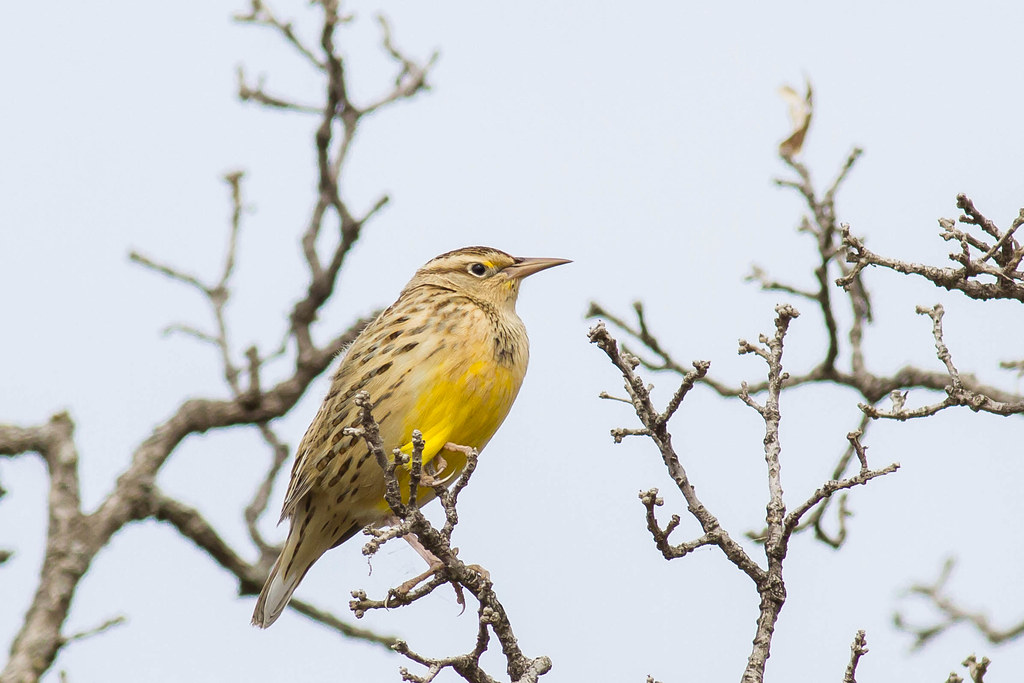 Juvenile Western Meadowlark (Sturnella neglecta) Wichita M… Flickr