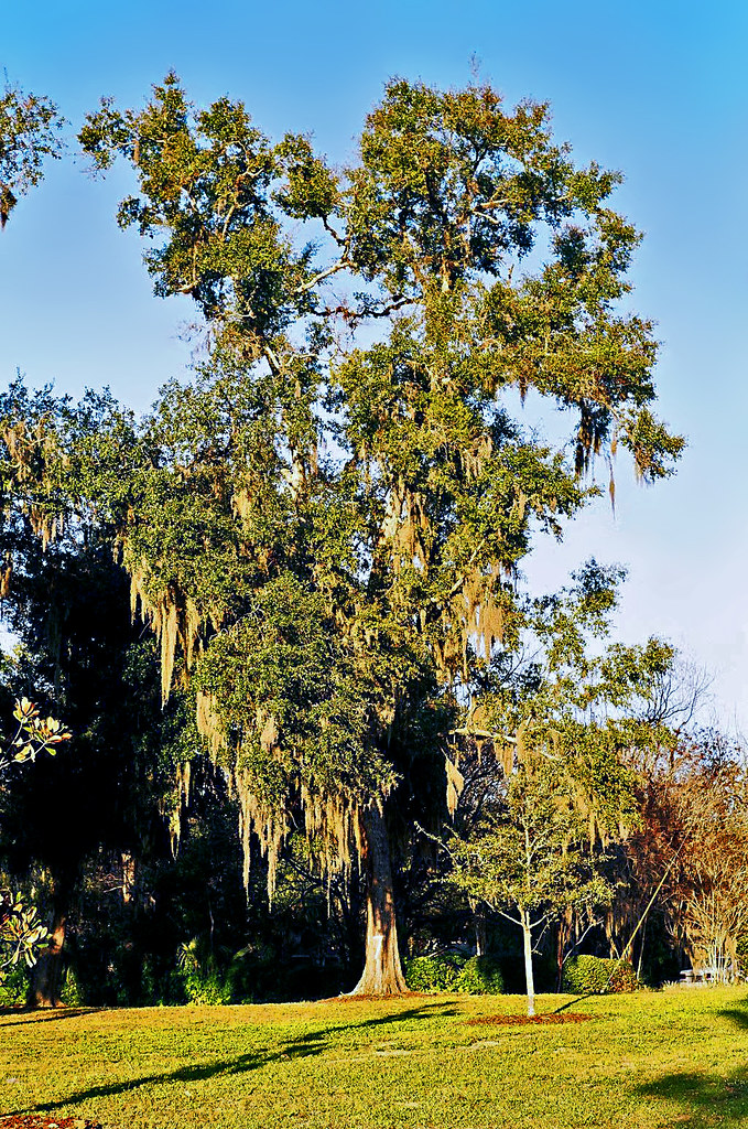 Moss Draped Trees, Tuscawilla Park, Ocala Oak tree draped … Flickr