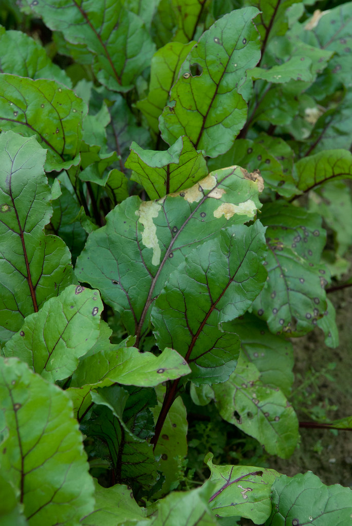 Beet greens with damage Leaf miners and Cercospora Flickr