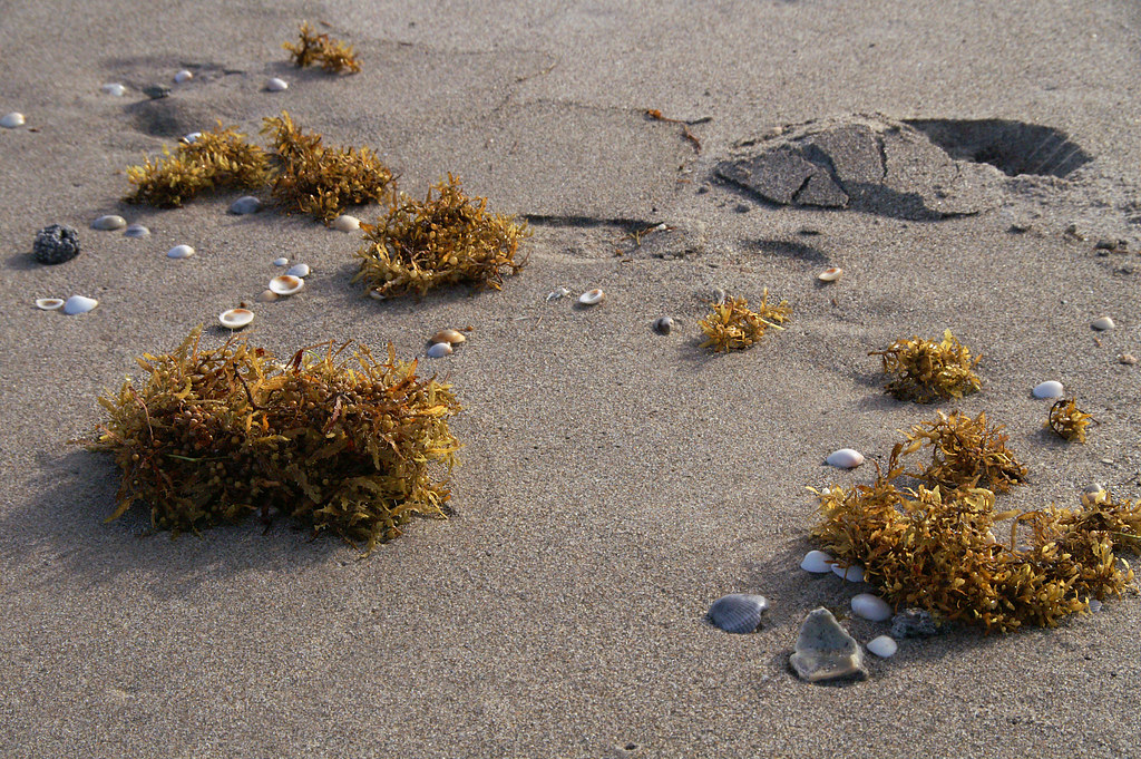 Juno Beach The warmest ocean water I've ever experienced w… Flickr