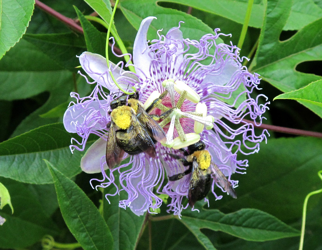 Passion Flower, Bees, Brookside Gardens IMG_7145 Brookside… Flickr