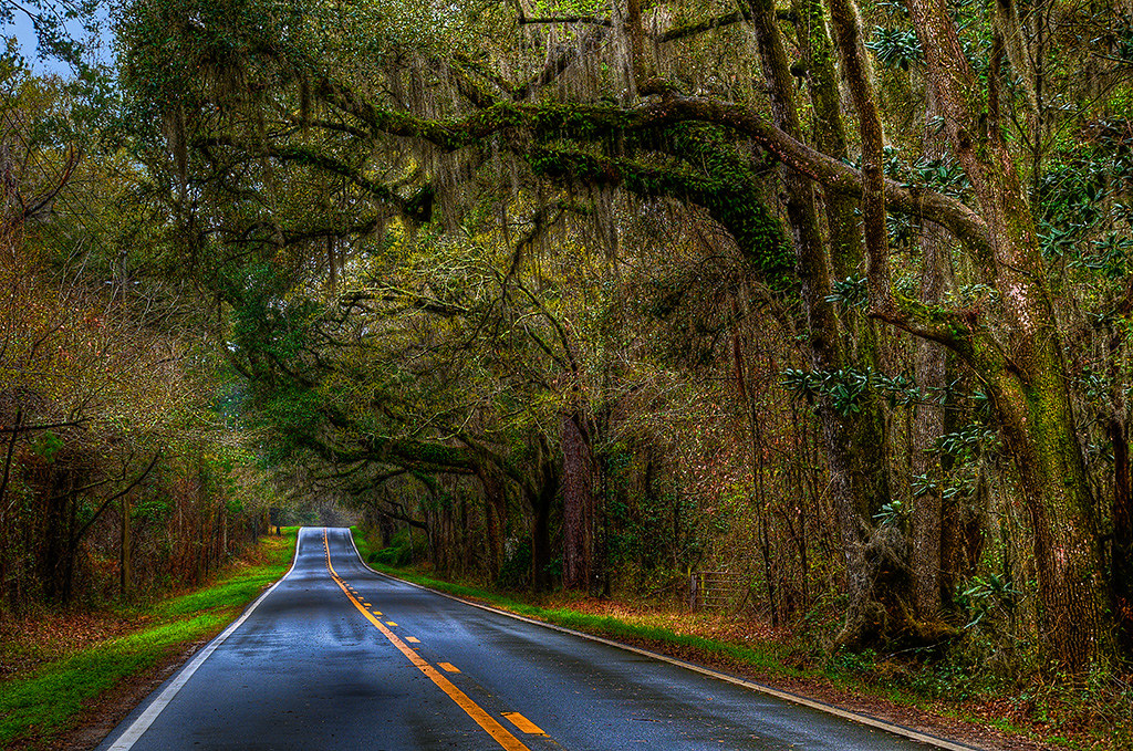 Centerville Road, After the Rain Here's another canopy roa… Flickr