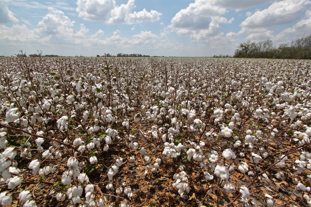 Cotton fields near Wallis TX Cotton harvest time in SE Tex… Flickr