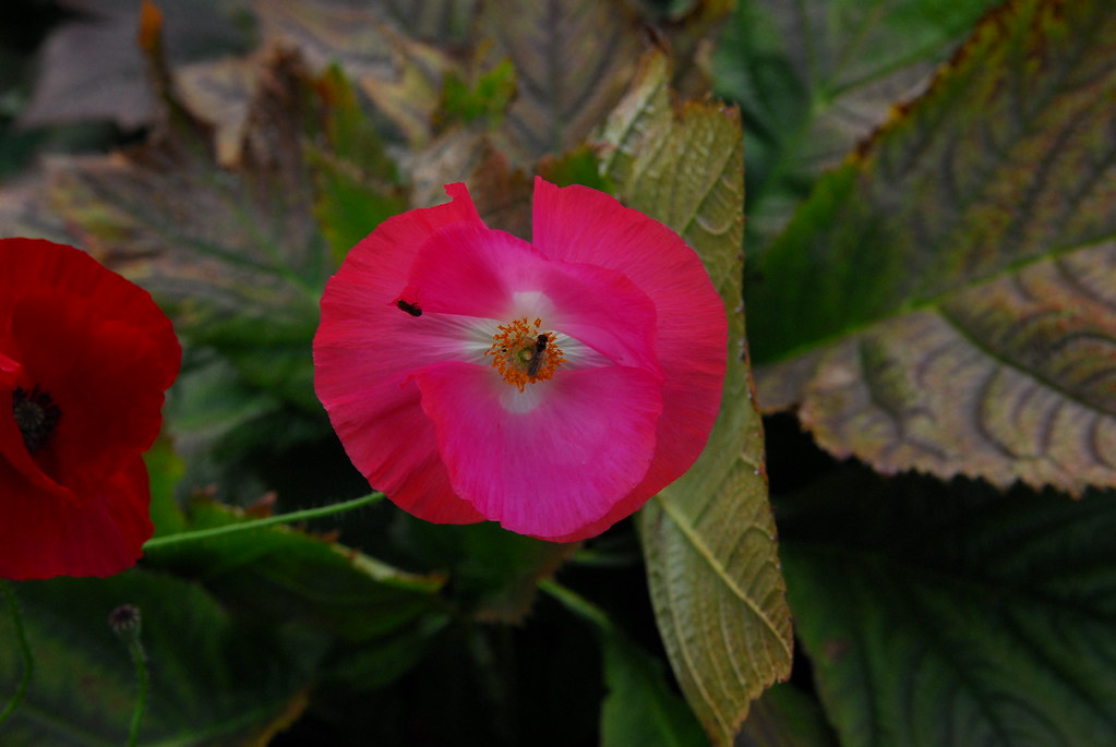 S92_9471 Upton House, Warwickshire. 11th Sept 2012. Bill