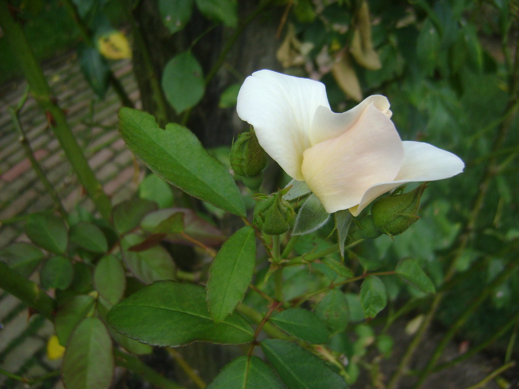 Fun with Flowers etc Sept 2012 081 OWG mariewlsh Flickr