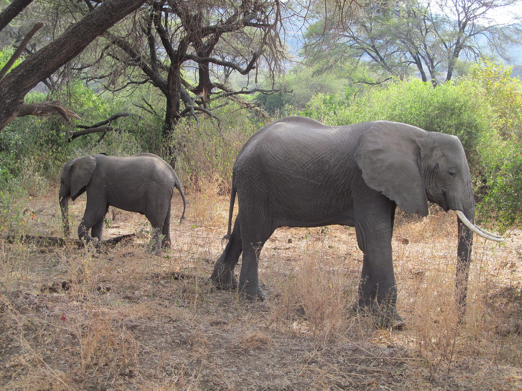 Pair of elephants Chip & Veronique Flickr