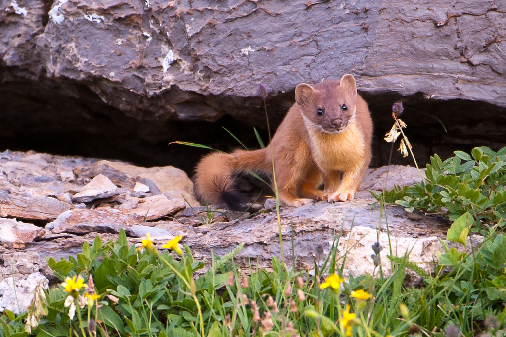Weasel Glacier National Park Montana Darren McKenzie Flickr