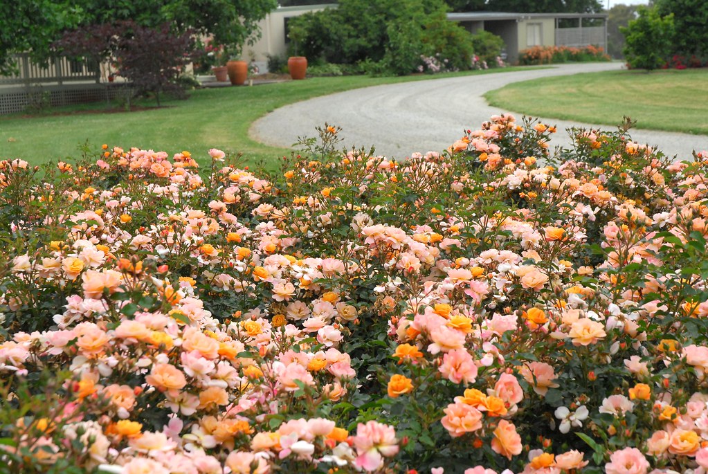 Flower Carpet Amber roses in landscape a photo on Flickriver