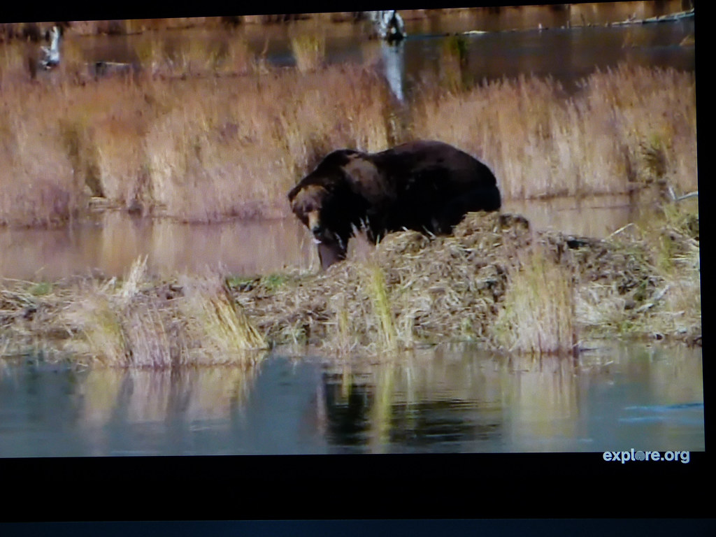 Brooks Camp  Cam Bear 814 Peter Thiemann Flickr