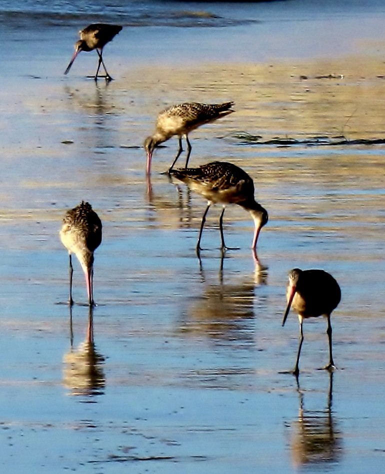 Sandpipers Supper Those long sharp beaks act like tweezers… Flickr