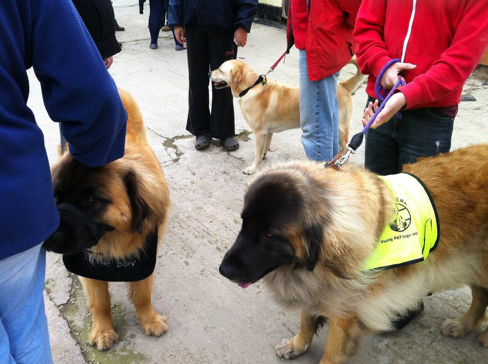 528633_10151095895543515_2068052645_n North Clwyd Animal Rescue Flickr