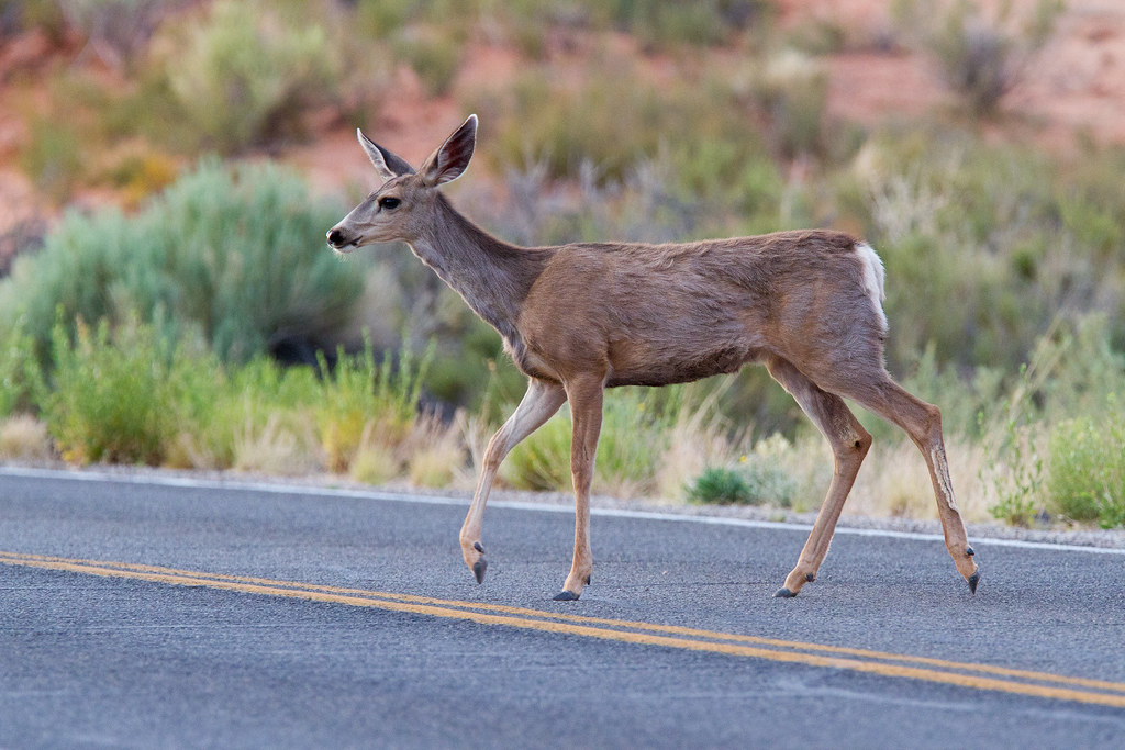 Mule Deer Credit NPS/Andrew Kuhn Arches National Park Flickr