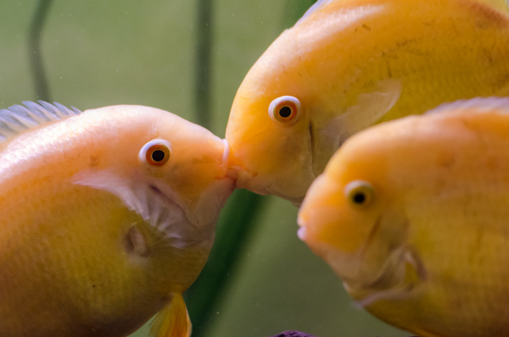 Severum mating ritual My Gold Severums engaging in liploc… Flickr