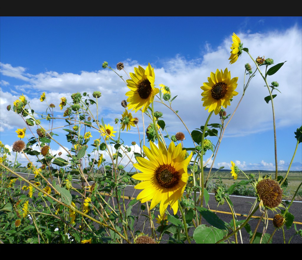Sunflowers greet me on the road Arizona VANKUSO Flickr