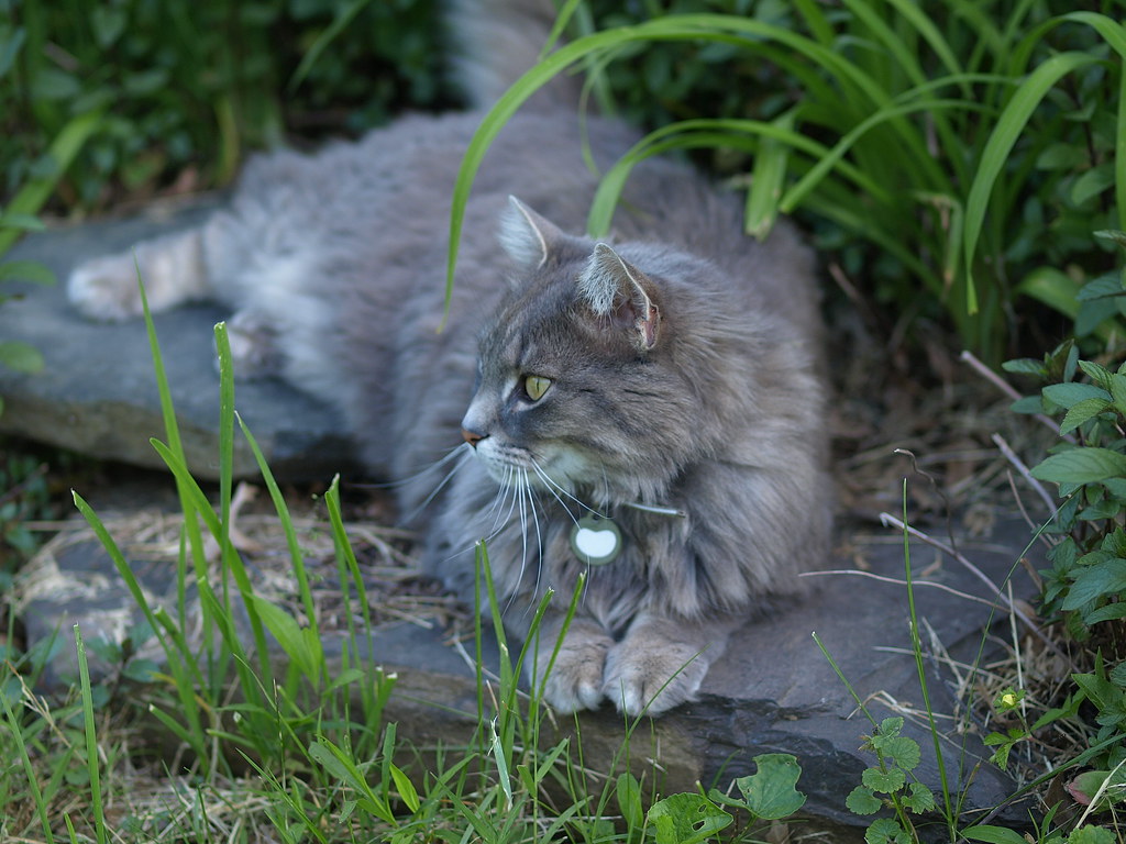 fleece cat Smokey Our garden in NJ vegetables, flowers,… Flickr