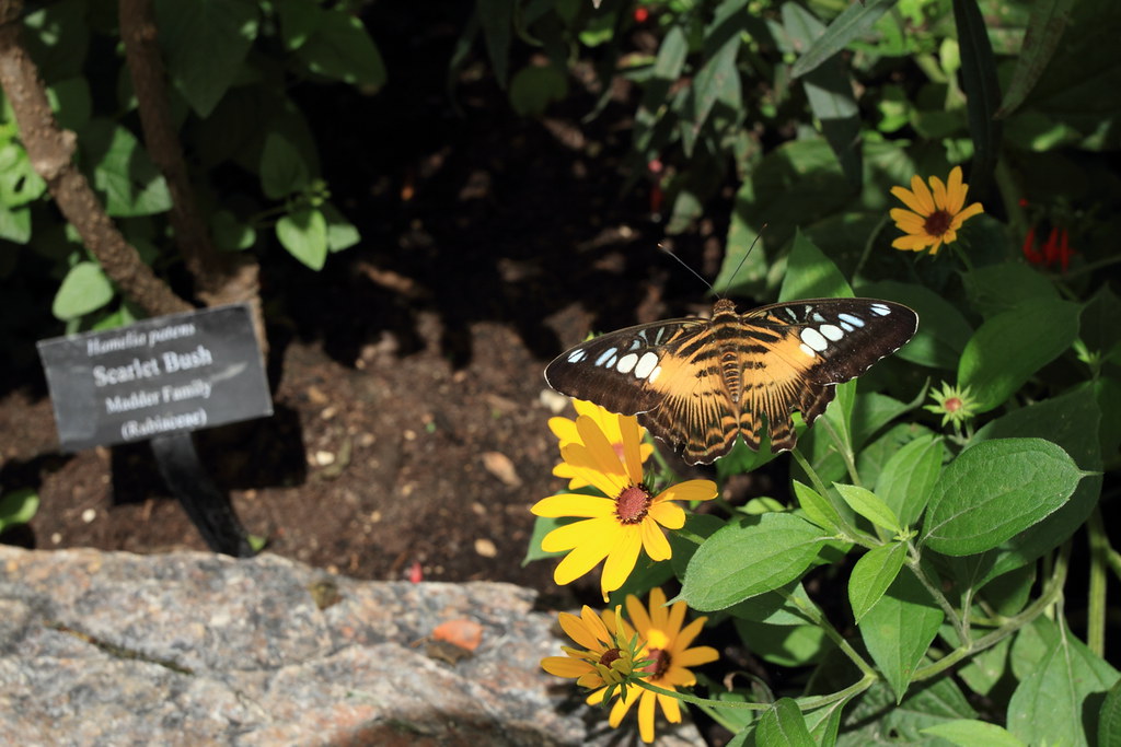 IMG_0136 Butterfly Exhibition in Chicago Botanic Garden. Xuanfan