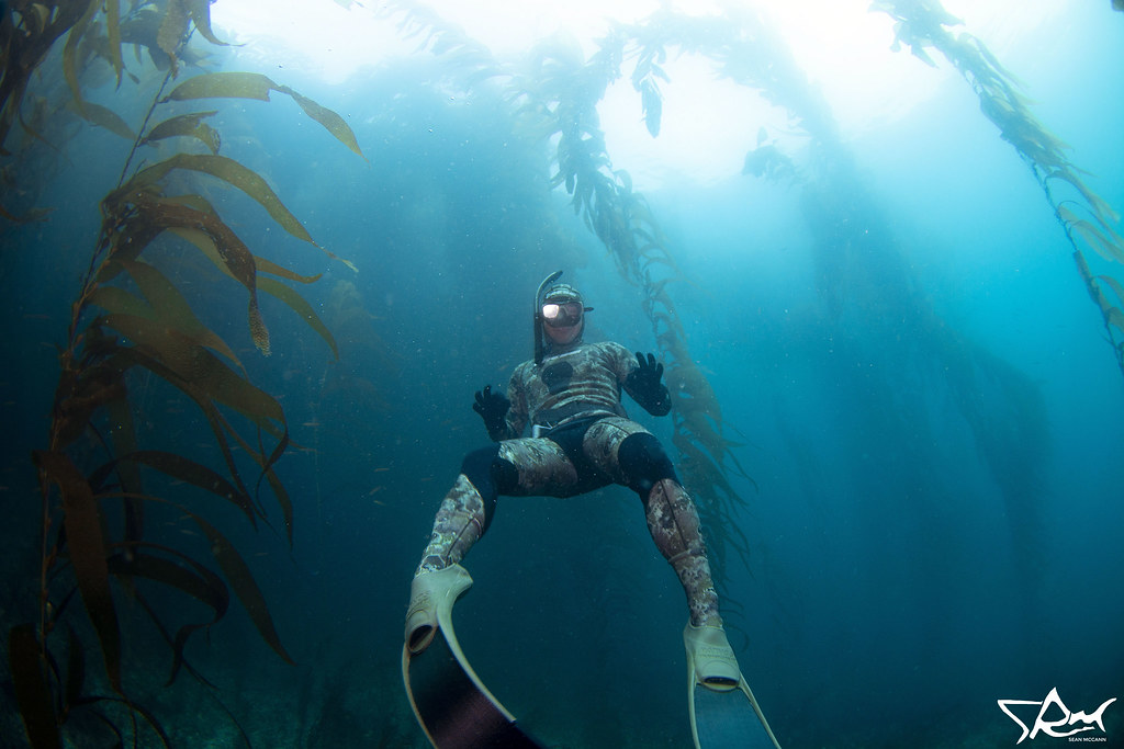 A Okay Freediver exploring the kelp beds of Anacapa Isla… Flickr