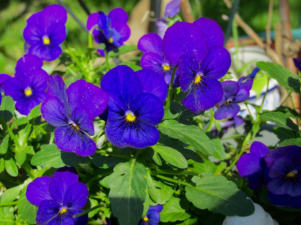 Violas Still hanging on as we move into the humid heat of … Flickr