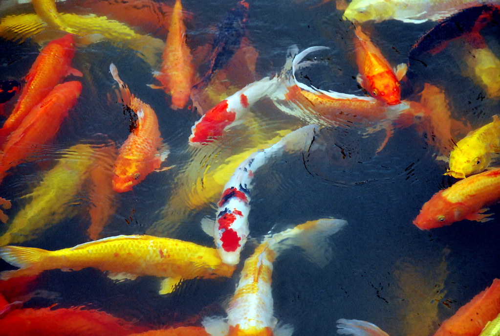 Japanese Koi Fish Japanese Koi Fish meaning in Japan is go… Flickr