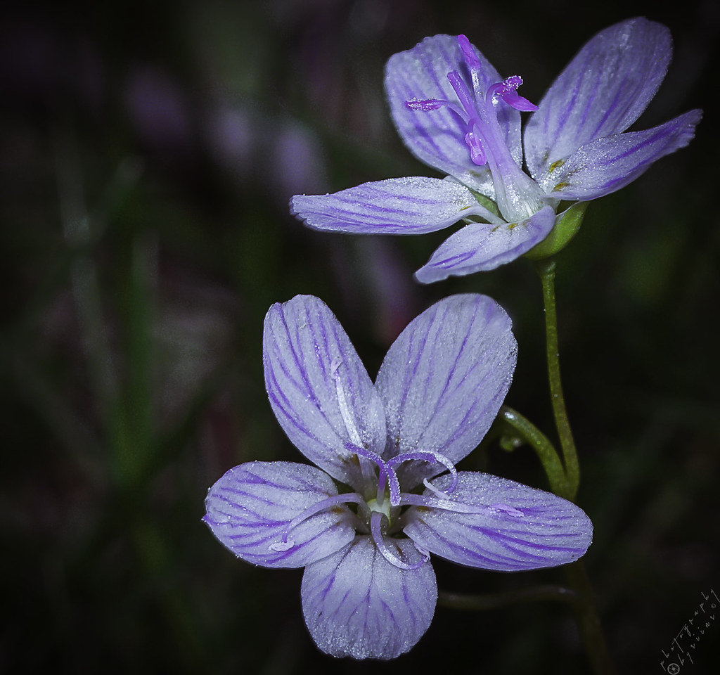 DSC_5850 Shawn Russell Flickr