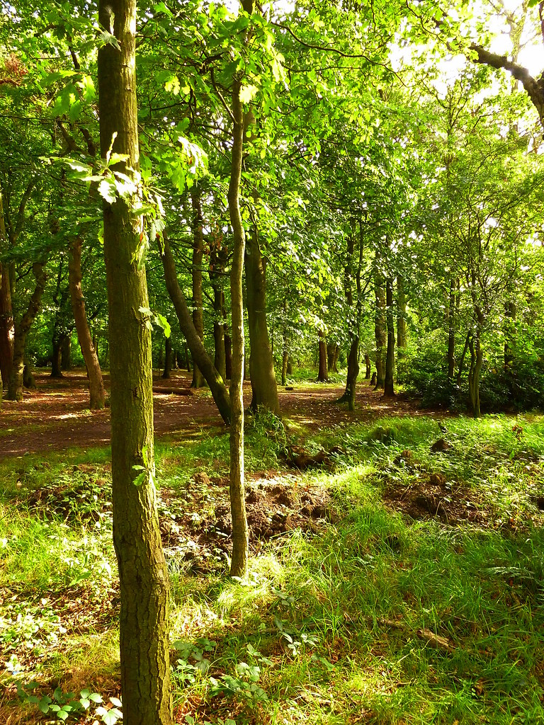 Gosforth Wood One of my fav walks. GoSloMo Flickr