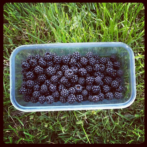 Blackberry picking in France Blogged here www.queenieandt… Flickr