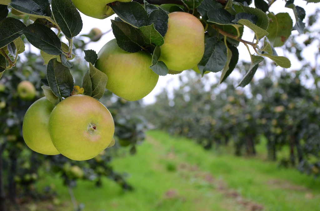 Bramley apple trees growing near Dublin Ireland Apples 0… Andrew