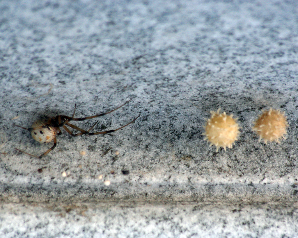 Brown Widow Spider and Eggs (BrownWidowSpider_3316) Flickr