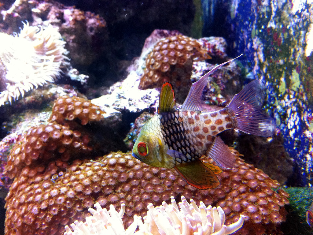 Oklahoma Aquarium Oklahoma Aquarium, Jenks, Tulsa County, … Flickr