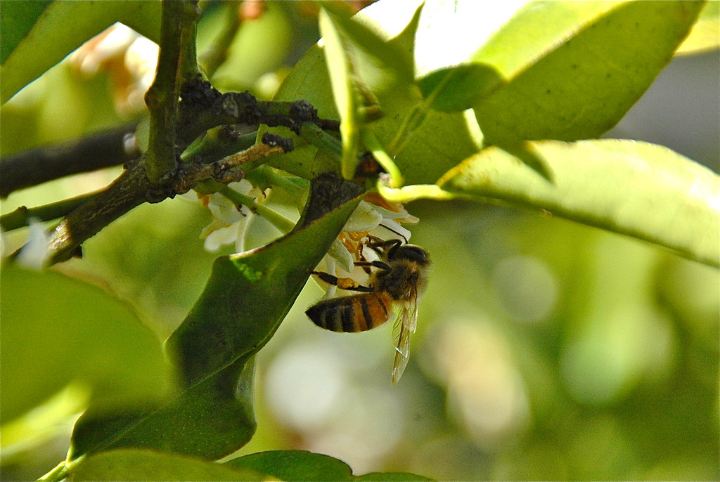 Bees in trees a photo on Flickriver