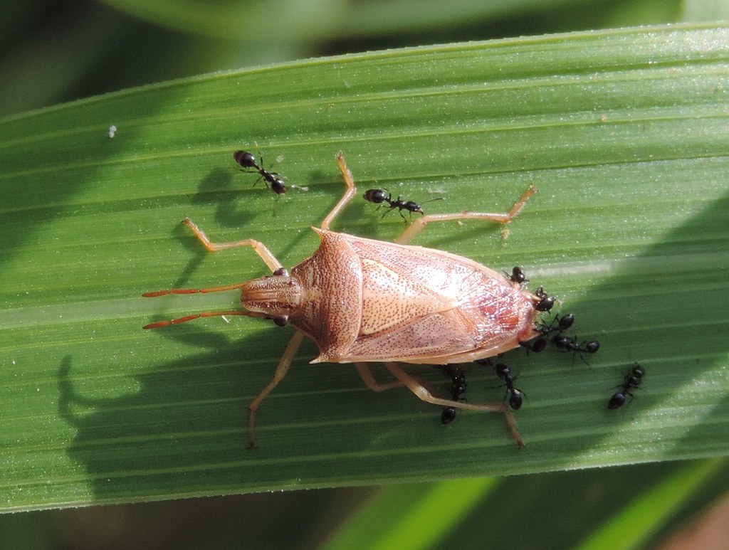 Rice stink bug with ants It looks like this small rice sti… Flickr