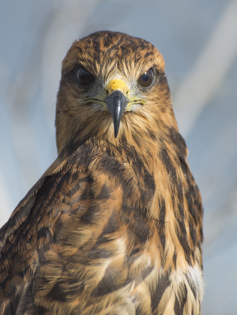 Juvenile Everglade Snail Kite Got to join the University o… Flickr