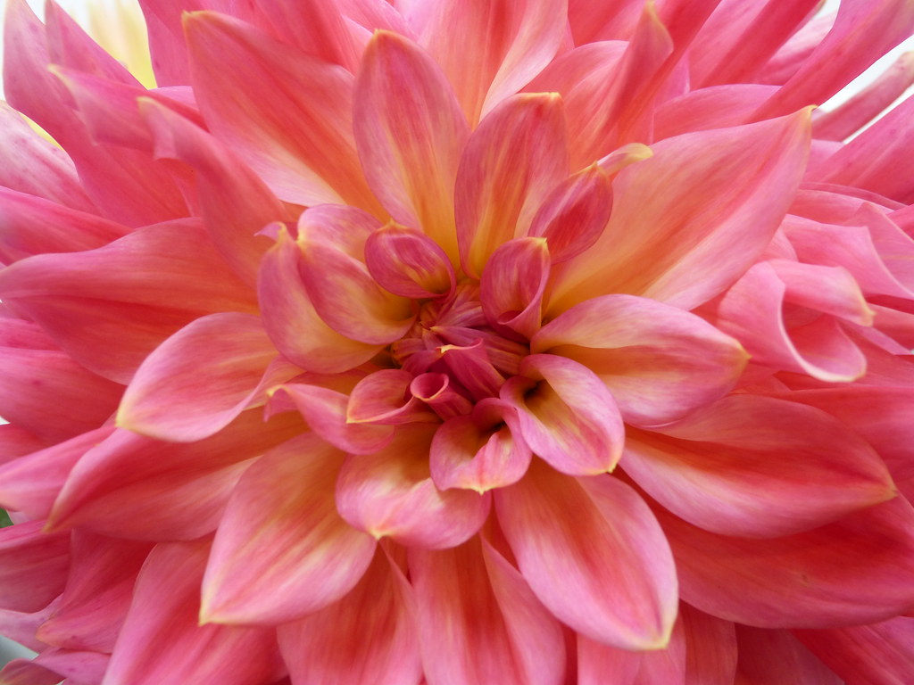 Dahlia012 San Francisco Dahlias form the Dahlia Society E… Flickr