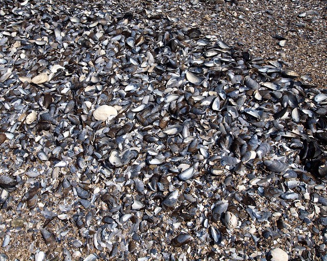 Mussel Shells on Rat Island, Long Island Sound, Bronx, New York City