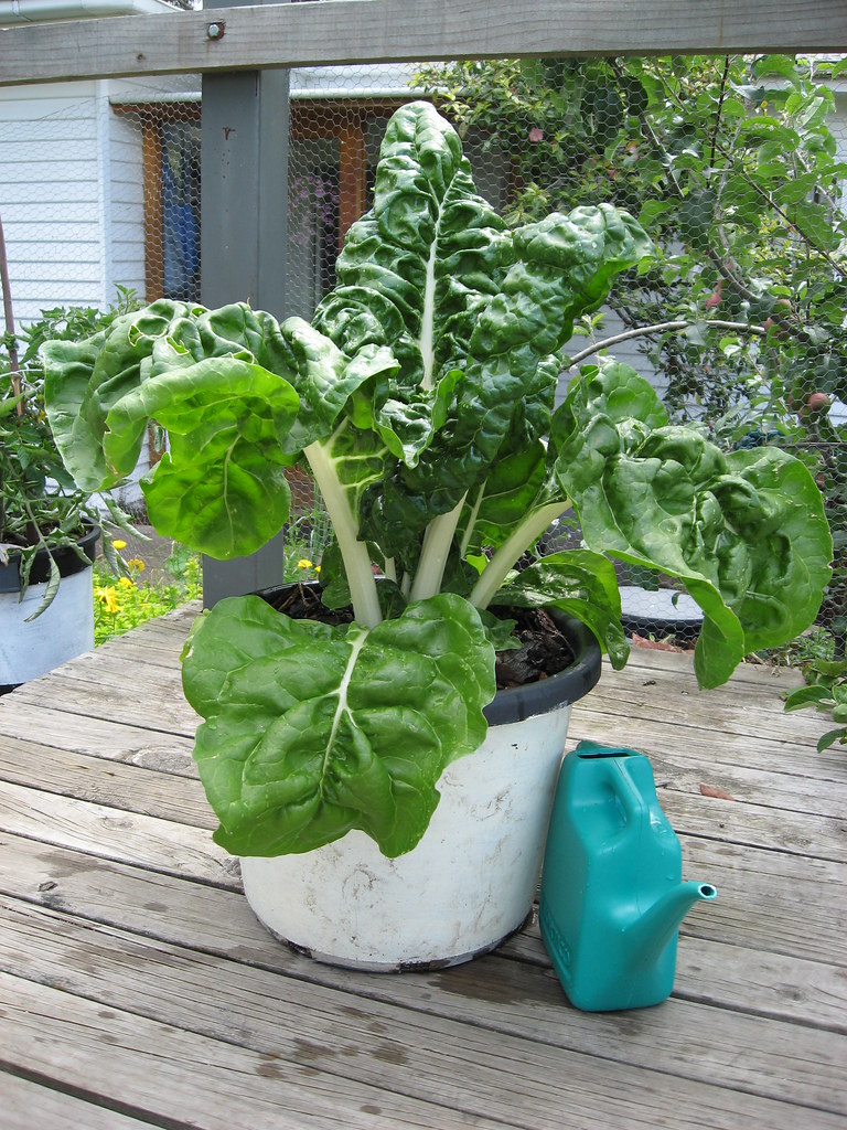 Silverbeet Silver beet growing in a 30cm pot jonahtheg Flickr