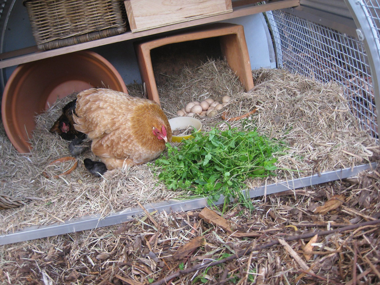 Chickens love chickweed Eat That Weed